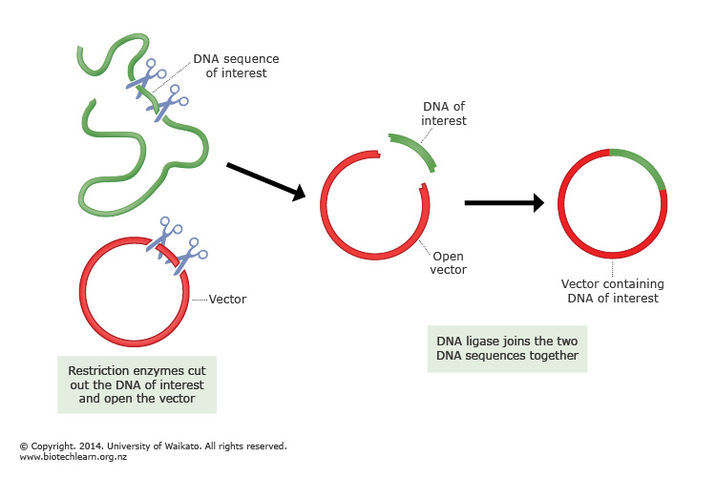 application of genetic engineering in medicine pdf